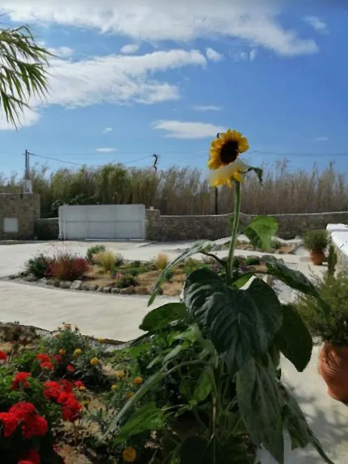 Desire Mykonos Apartments Mykonos Town 希腊